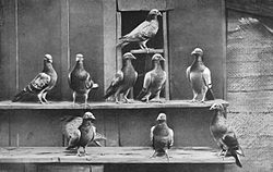 Pigeons voyageurs.jpg