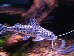 Pimelodus pictus