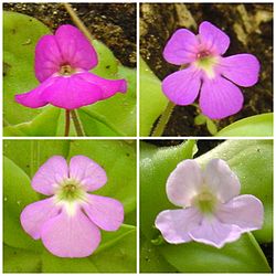  La fleur de cette espèce est généralementrose, mais la couleur peut varier