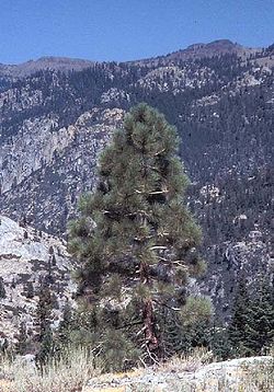  Pin de Jeffrey en Californie (Stanislaus National Forest)