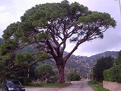  Pinus pinea