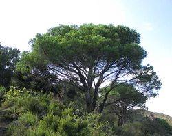  Pinus pinea, pin parasol