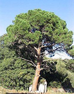  Pinus pinea