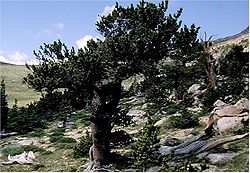  Pinus aristata