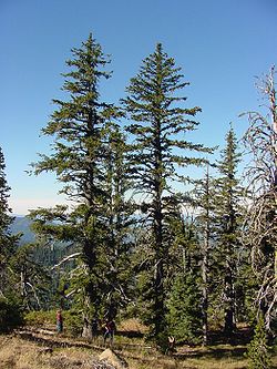  Pinus balfouriana