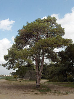 Pinus brutia