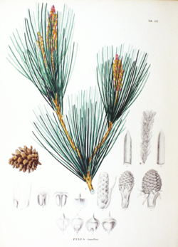  Pinus densiflora