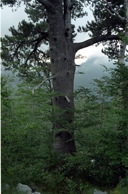  Pinus heldreichii