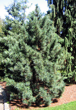  Pinus koraiensis