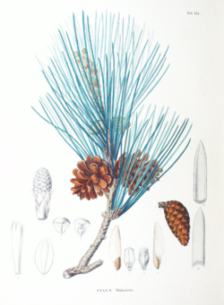  Pinus thunbergii