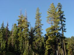   Pinus monticola 