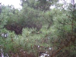  Pinus muricata