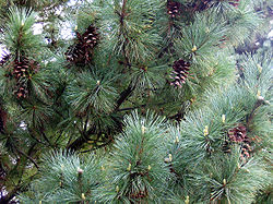  Pinus peuce