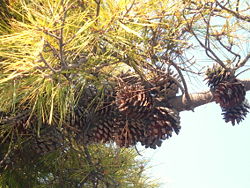  Pinus radiata