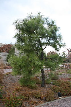  Pinus serotina