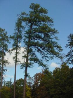  Pinus taeda