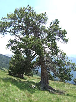  Pinus uncinata en Andorre
