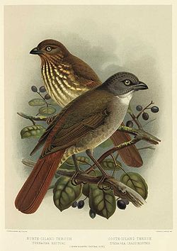  Turnagra capensis(oiseau regardant vers la gauche)