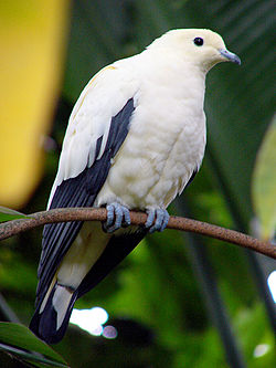  Carpophage blanc (Ducula bicolor)