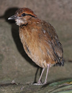 Hydrornis caeruleus