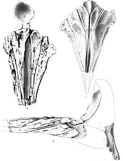  Rostre de Placoziphius duboisii,pour la description originalepar Pierre-Joseph van Beneden en 1869