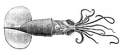 Planctoteuthis danae