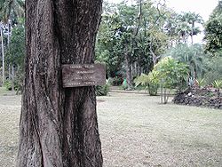  Tronc d'un spécimen dans le Jardin de l'Étatà Saint-Denis de la Réunion, étiqueté "calice du pape"