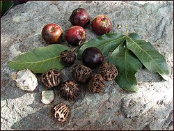  Fruits de Pleiogynium timorense