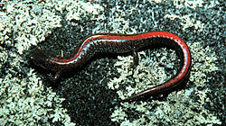   Plethodon angusticlavius