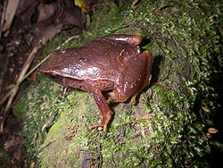  Plethodontohyla mihanika