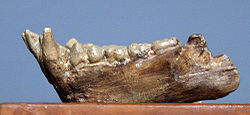  fragment de mandibule de Pliopithecus antiquus