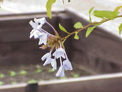  Plumbago auriculata