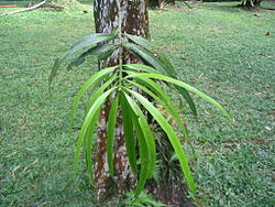  Podocarpus neriifolius: feuilles