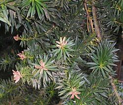  Podocarpus nubigenus