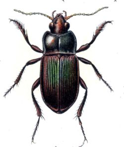  Poecilus versicolor