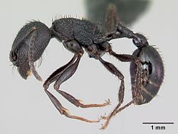  Pogonomyrmex brevibarbis