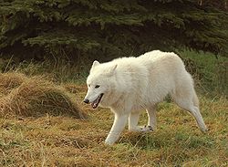  Canis lupus arctos