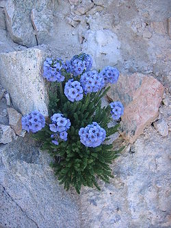  Polemonium viscosum