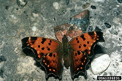  Polygonia progne