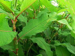 Polygonum polystachyum  (Feuilage )