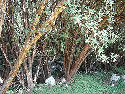  Polylepis racemosa(Parc national de Huascarán)