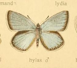  Polyommatus dorylas