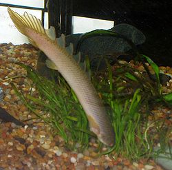  Polypterus senegalus