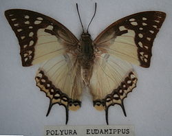  Polyura eudamippus