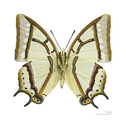  Polyura narcaeus  - Muséum de Toulouse