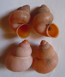  Pomatias sulcatum