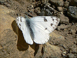 Pontia occidentalis