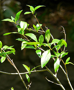  Populus angustifolia