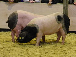 Porc basque SDA2010.JPG