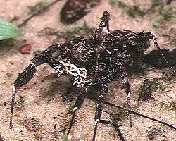  Portia fimbriata femelle